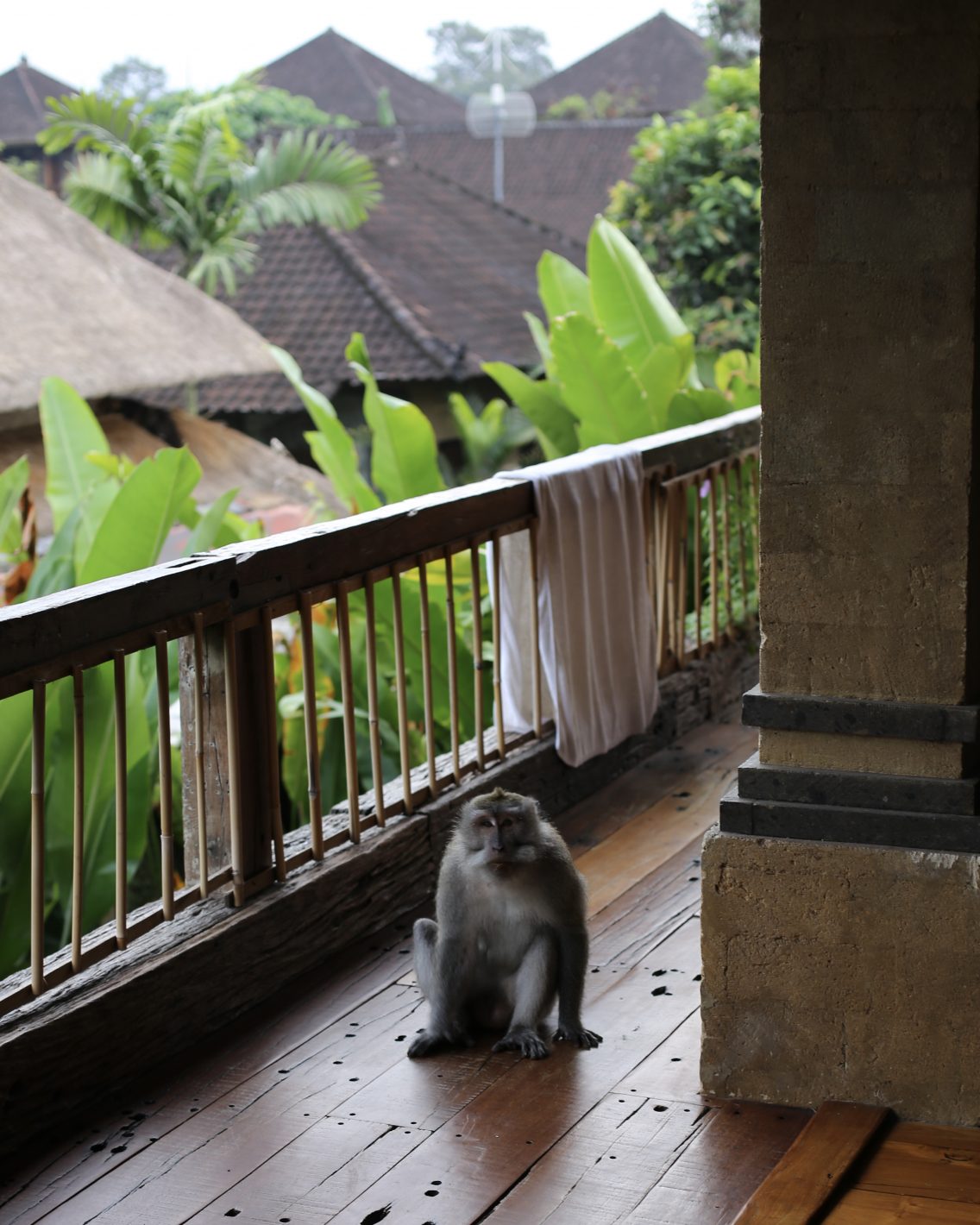 The first image I had of the macaque at home